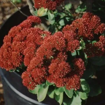 thumbnail for publication: Sedum x 'Autumn Joy' 'Autumn Joy' Sedum